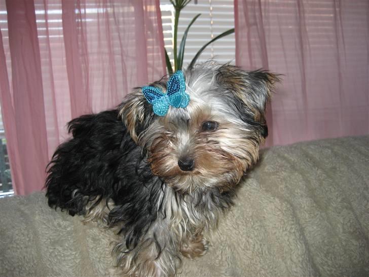 Yorkshire terrier Madonna ( Donna pigen ) billede 8