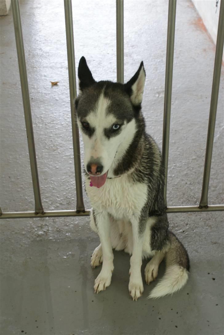 Siberian husky Sasha - lige en tur til hundesvømning billede 16