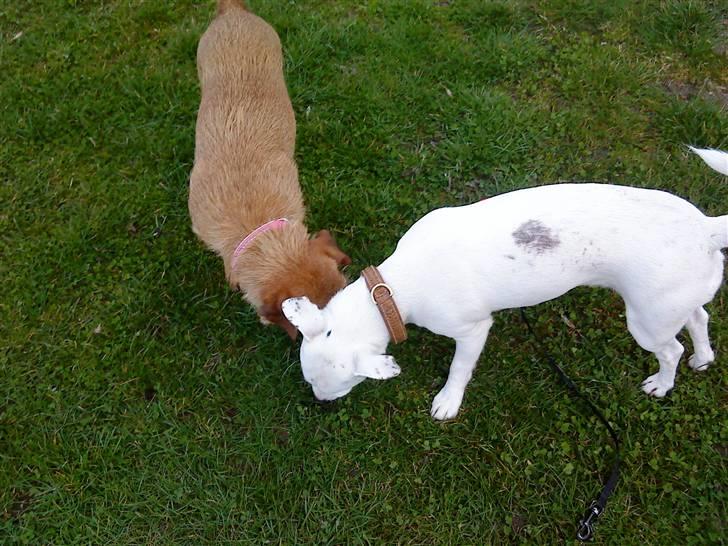 Jack russell terrier Pjevs. billede 1