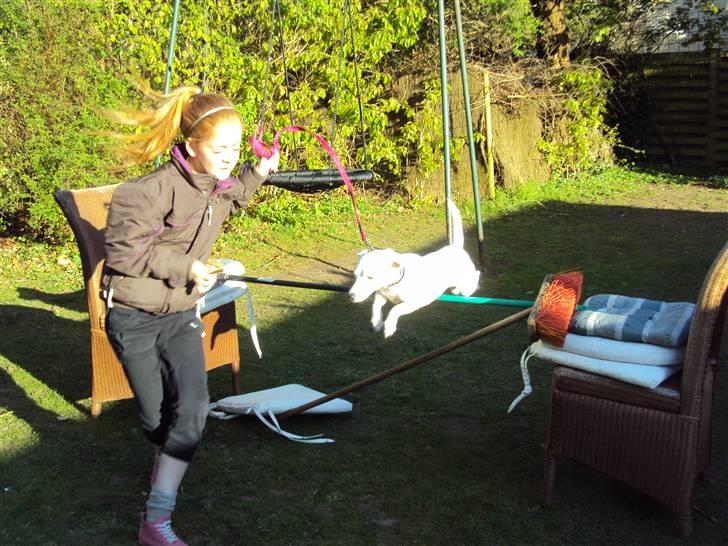 Jack russell terrier Pjevs. billede 2