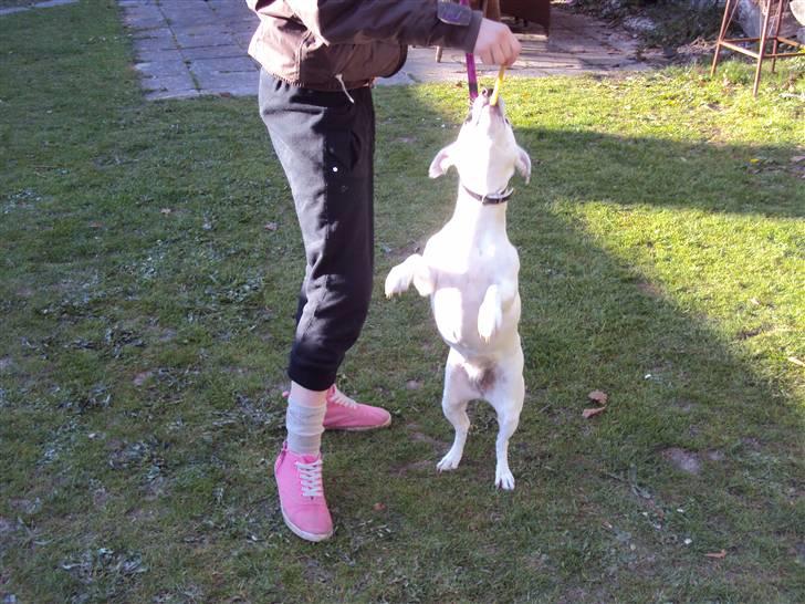 Jack russell terrier Pjevs. billede 3