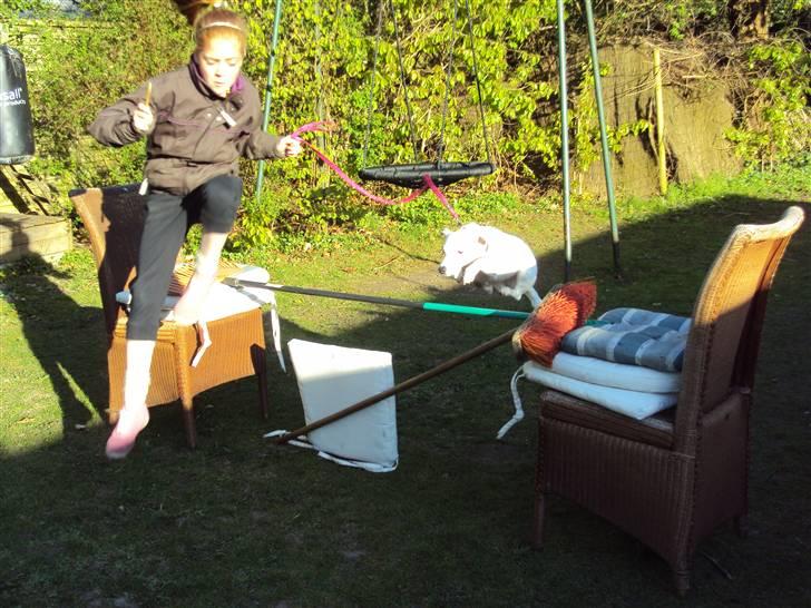 Jack russell terrier Pjevs. billede 4