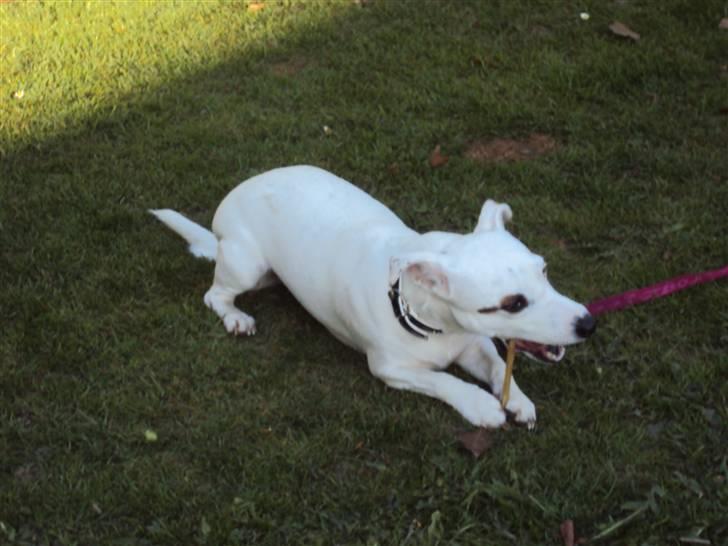 Jack russell terrier Pjevs. billede 5