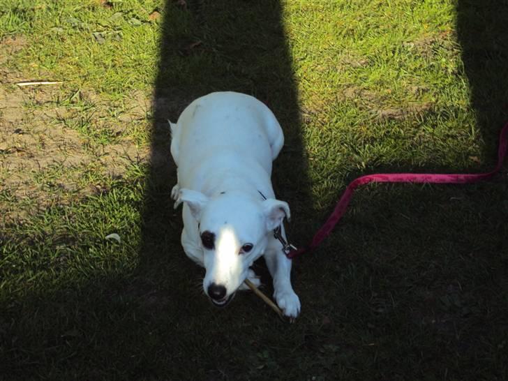 Jack russell terrier Pjevs. billede 6