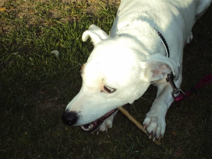 Jack russell terrier Pjevs. billede 7