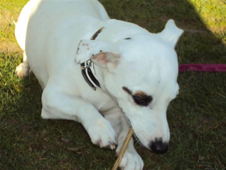 Jack russell terrier Pjevs. billede 8