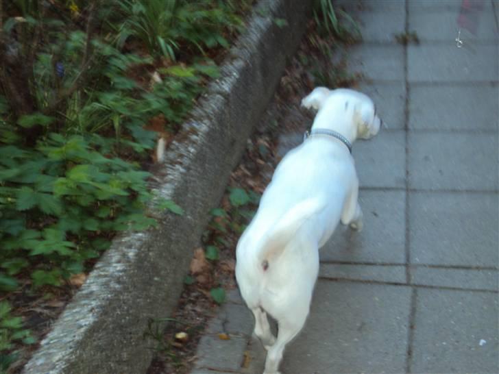 Jack russell terrier Pjevs. billede 9