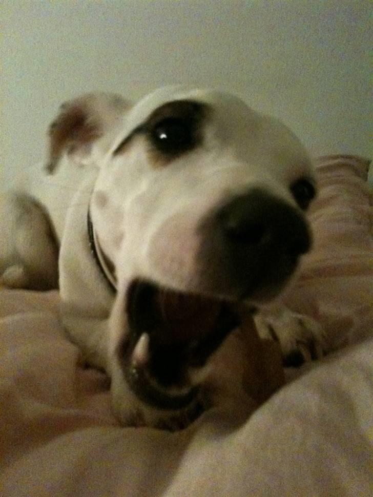 Jack russell terrier Pjevs. billede 10