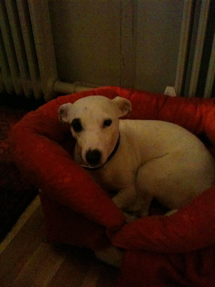 Jack russell terrier Pjevs. billede 11