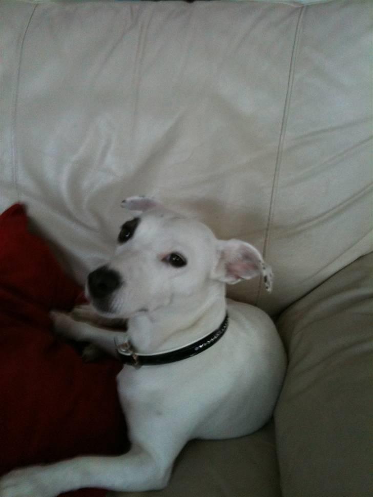 Jack russell terrier Pjevs. billede 12