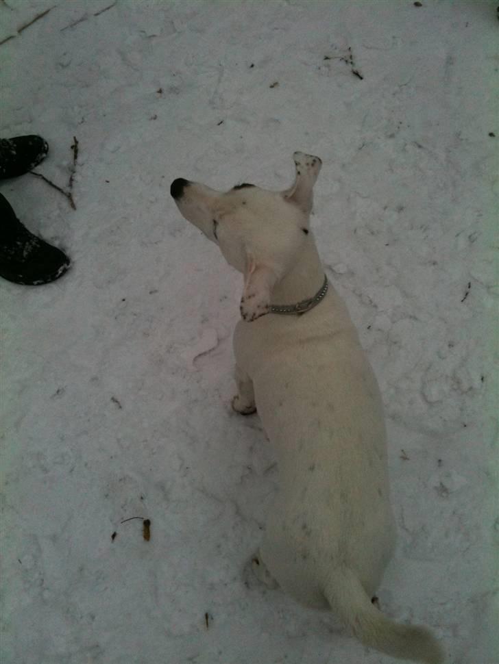 Jack russell terrier Pjevs. billede 13