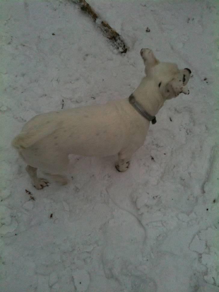 Jack russell terrier Pjevs. billede 14