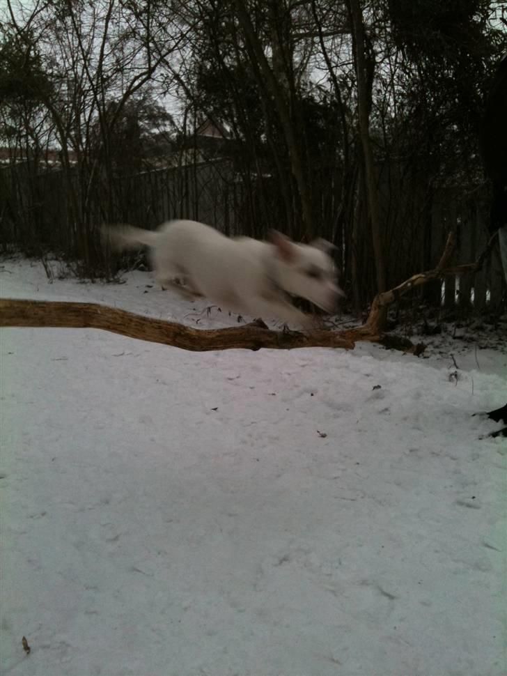 Jack russell terrier Pjevs. billede 16