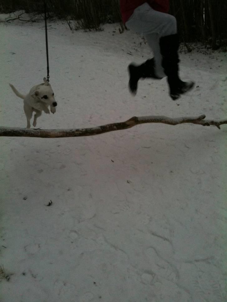 Jack russell terrier Pjevs. billede 17