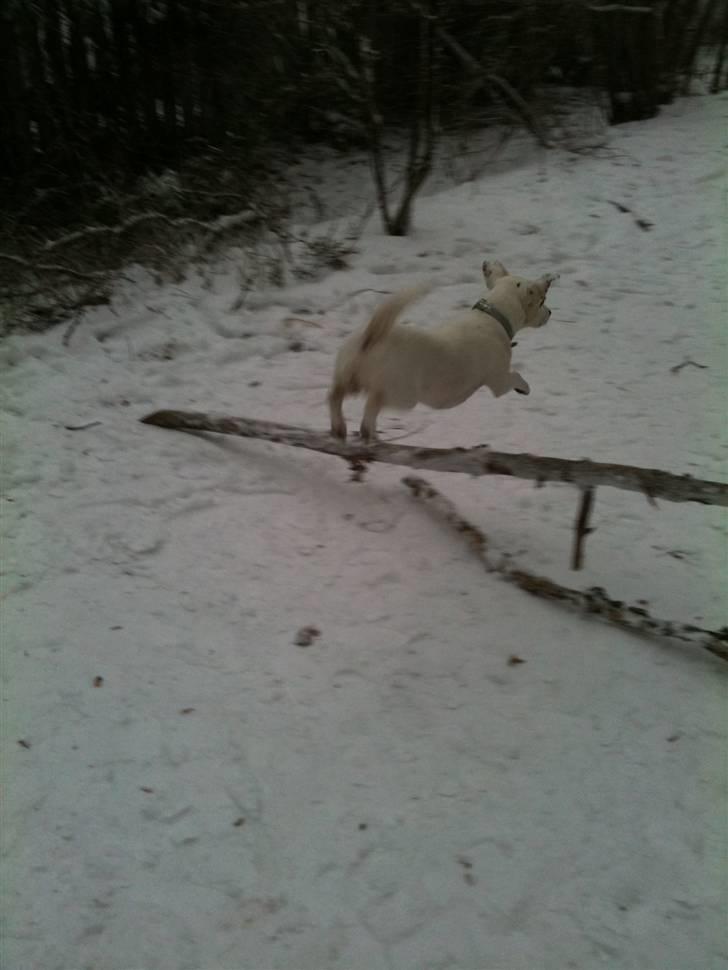 Jack russell terrier Pjevs. billede 18