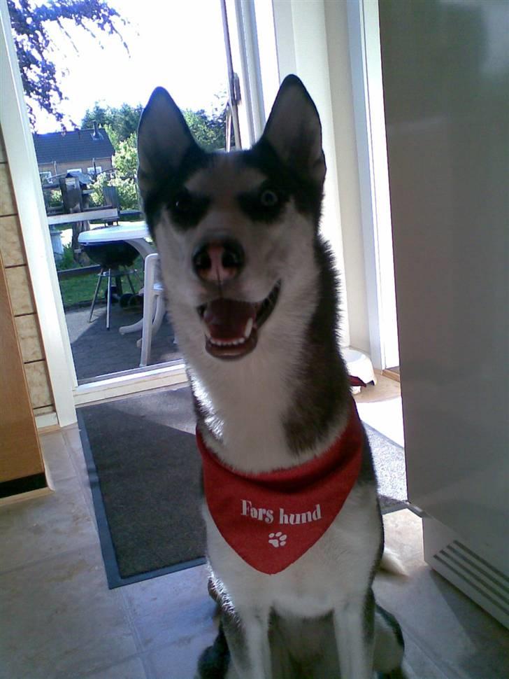Siberian husky Sasha - Fars hund. ;) billede 17
