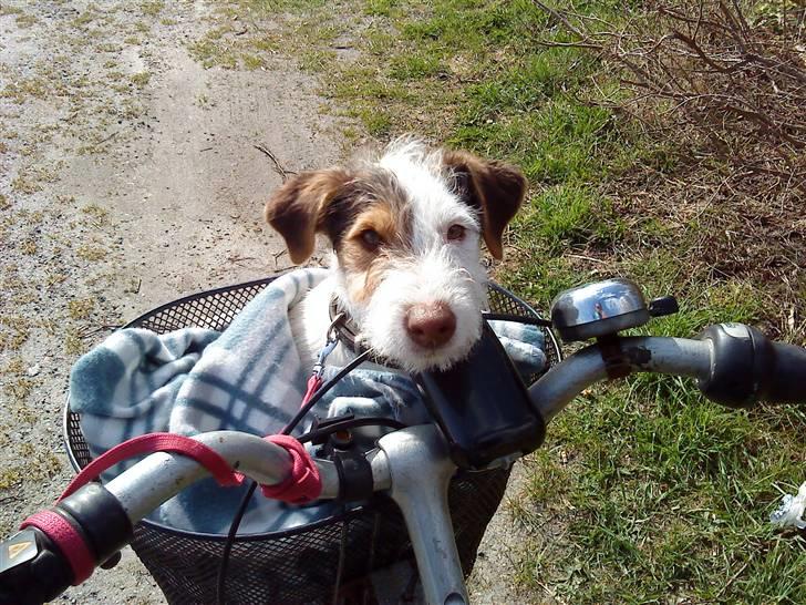 Jack russell terrier Oskar billede 1