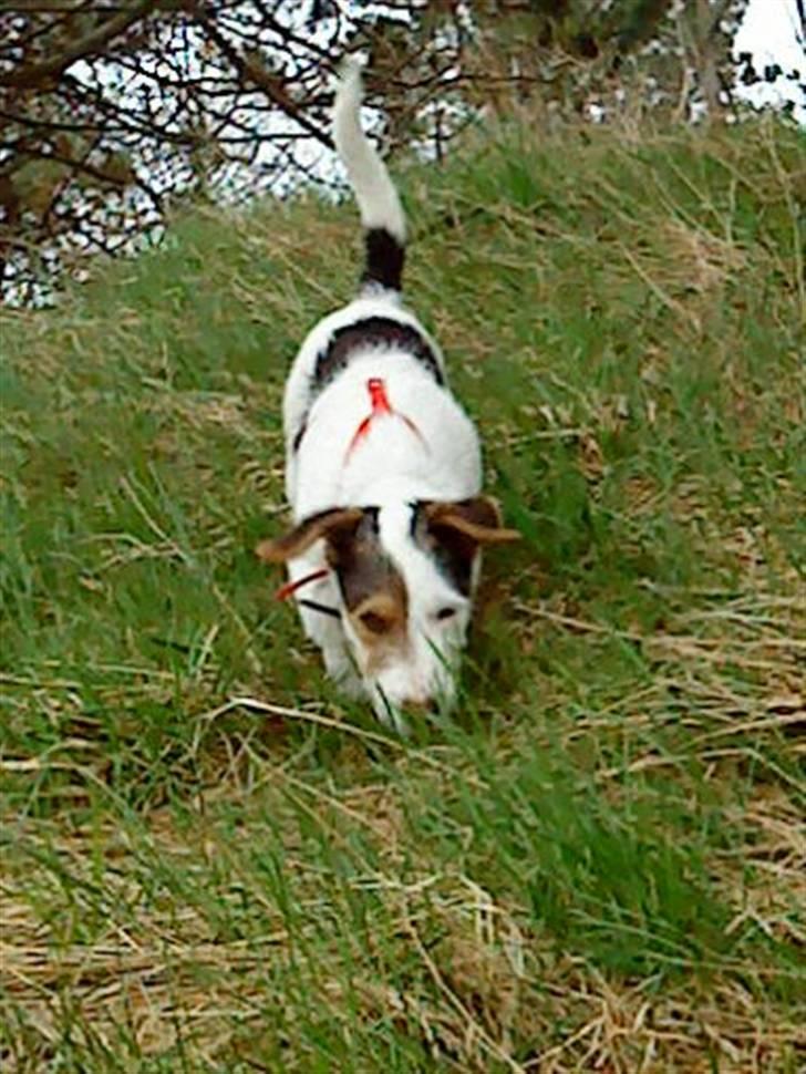 Jack russell terrier Oskar billede 2
