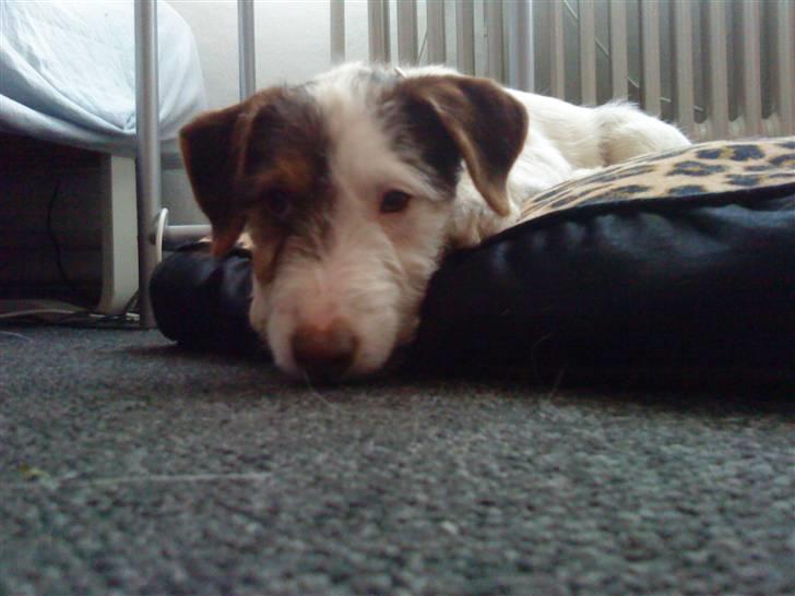 Jack russell terrier Oskar billede 3