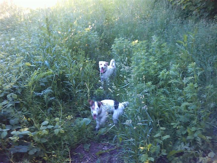 Jack russell terrier Oskar billede 4