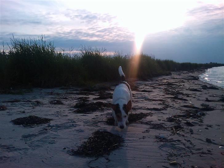 Jack russell terrier Oskar billede 5