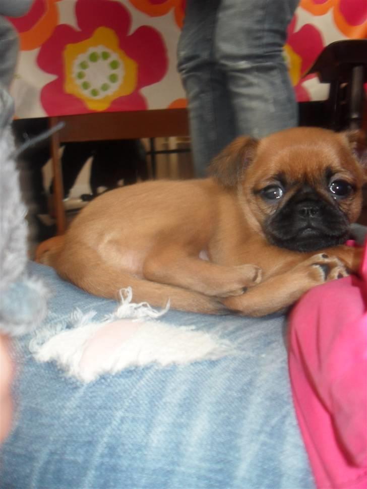 Griffon petit brabancon Bøf - Bøf - den dejlige hund! :).  billede 1