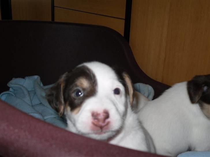 Jack russell terrier Oskar billede 6