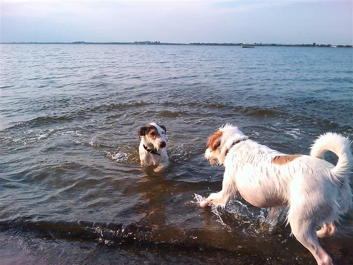 Jack russell terrier Oskar billede 7