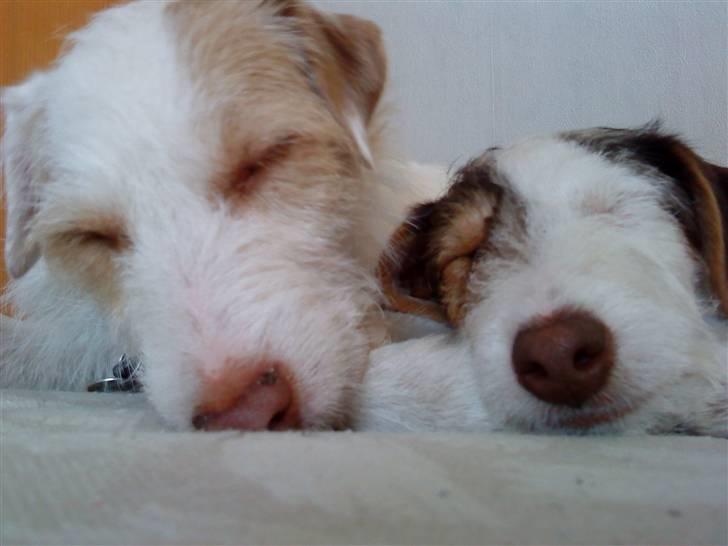 Jack russell terrier Oskar billede 8