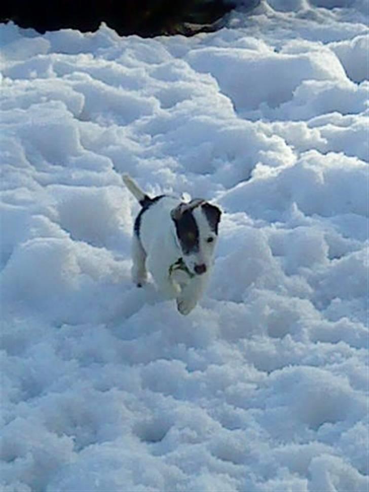 Jack russell terrier Oskar billede 9