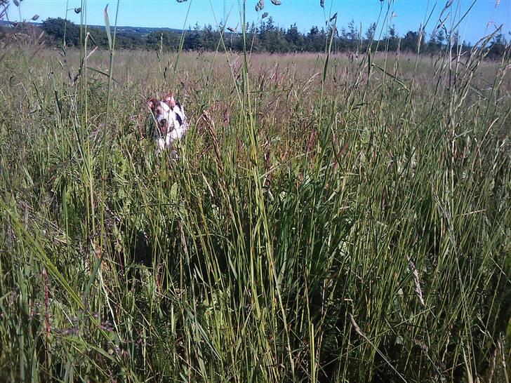 Jack russell terrier Oskar billede 10