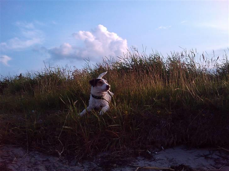 Jack russell terrier Oskar billede 11