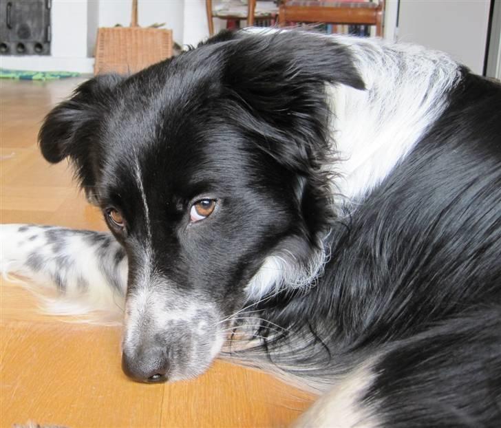 Blanding af racer Border Collie Milo - Ihhh altså mor, gå nu væk med det kamera, jeg bliver helt genert nu .. billede 2