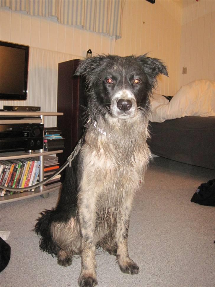 Blanding af racer Border Collie Milo - Hej Mor.. jeg har været ude ved Buller og lege :D Det var så sjovt, se lige hvor beskidt jeg er blevet.. billede 3