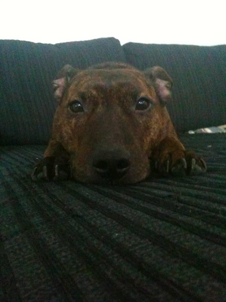 Blanding af racer Tilde billede 9