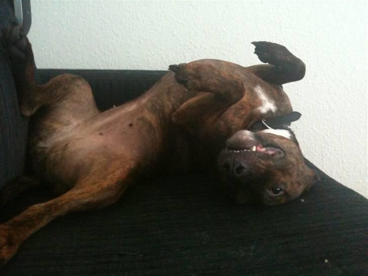 Blanding af racer Tilde billede 10