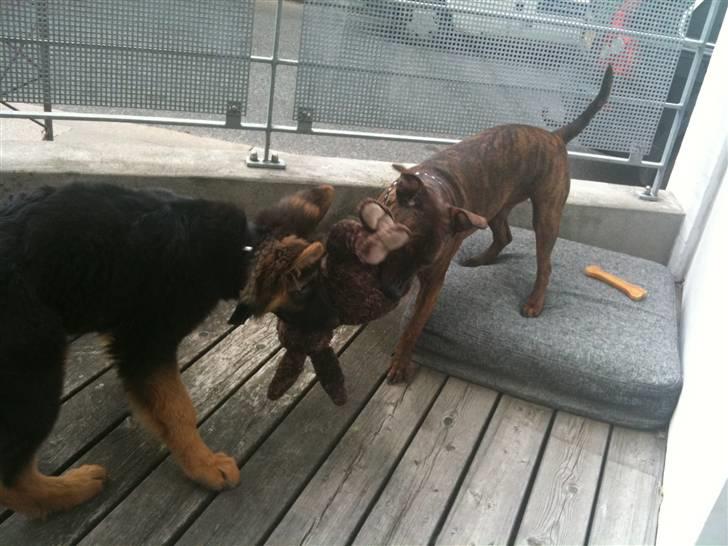 Blanding af racer Tilde billede 11