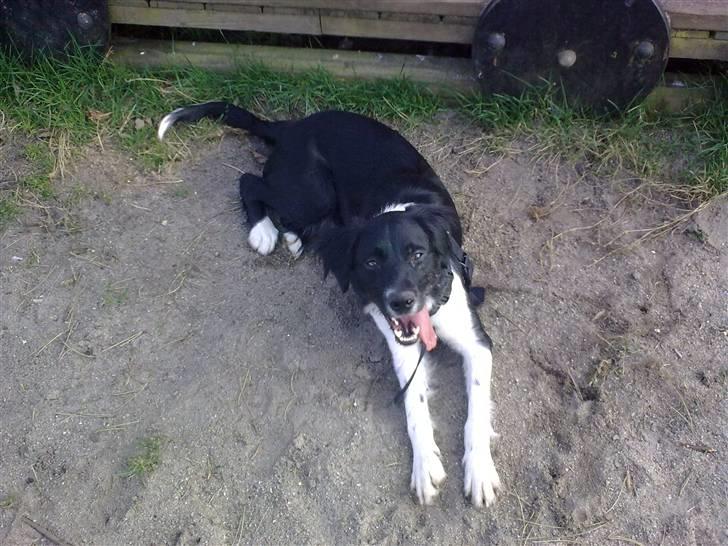 Blanding af racer Trunte - Trunte har været ude at lege hele dagen, har prøvet at grave ned til Kina. Det gør hende træt:) billede 9