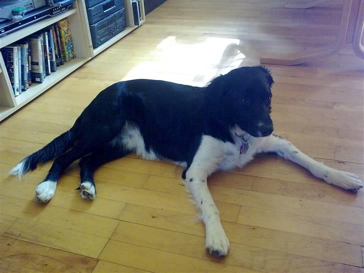 Blanding af racer Trunte billede 10