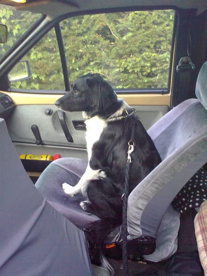 Blanding af racer Trunte - Trunte elsker at køre i bil, vi skal bare åbne bildøren og så hopper hun selv ind :) billede 11