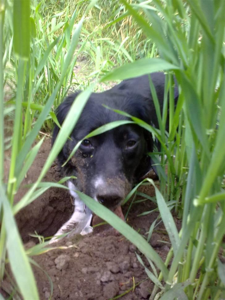 Blanding af racer Trunte - Det er hårdt at løbe ude ved markerne og grave huller billede 12