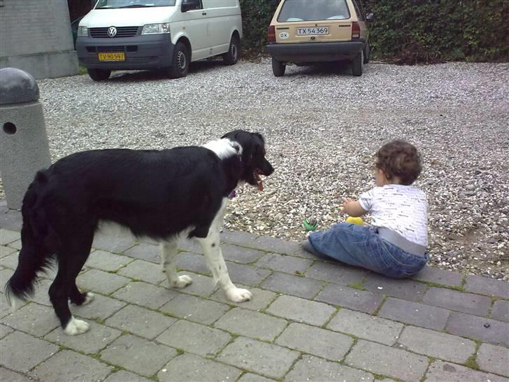 Blanding af racer Trunte - Trunte elsker at lege med alle, store som små :) billede 13