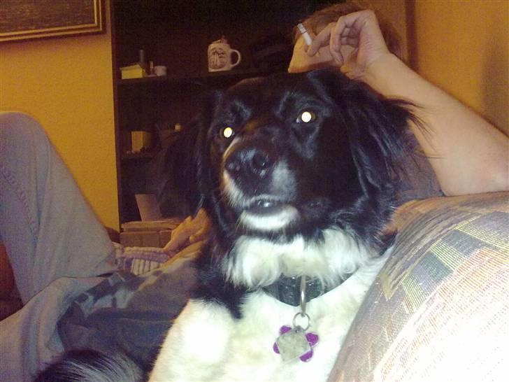 Blanding af racer Trunte billede 14