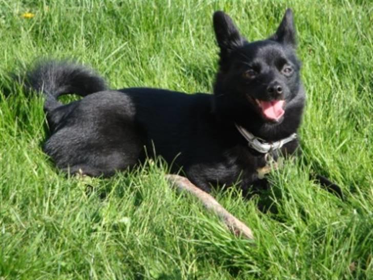 Blanding af racer (Schipperke) Nucca billede 6