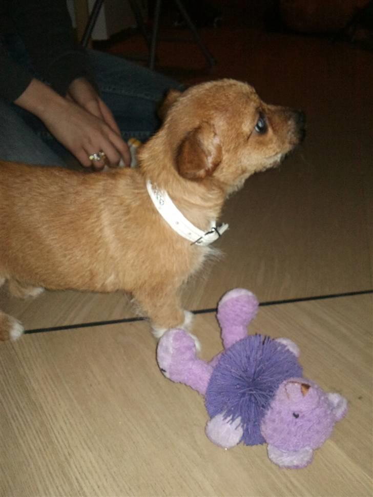 Blanding af racer Freja <3 - Hej velkommen til Frejas profil. Her er Freja 10 uger, lige kommet hjem. billede 1