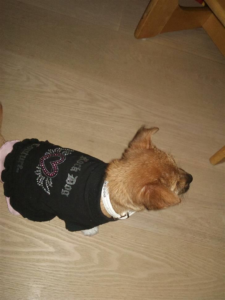 Blanding af racer Freja <3 - Freja med tøj på :)  billede 2