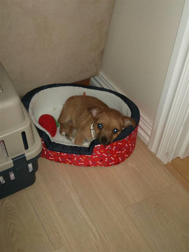 Blanding af racer Freja <3 - Freja i en bamse kurv billede 3