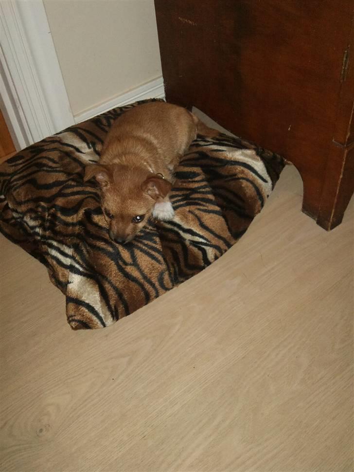 Blanding af racer Freja <3 - Freja på sin hjemmelavet pude :D billede 4