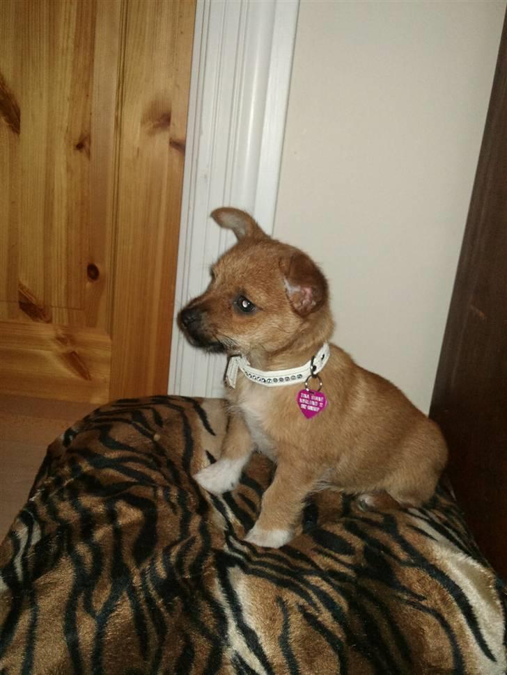 Blanding af racer Freja <3 billede 5