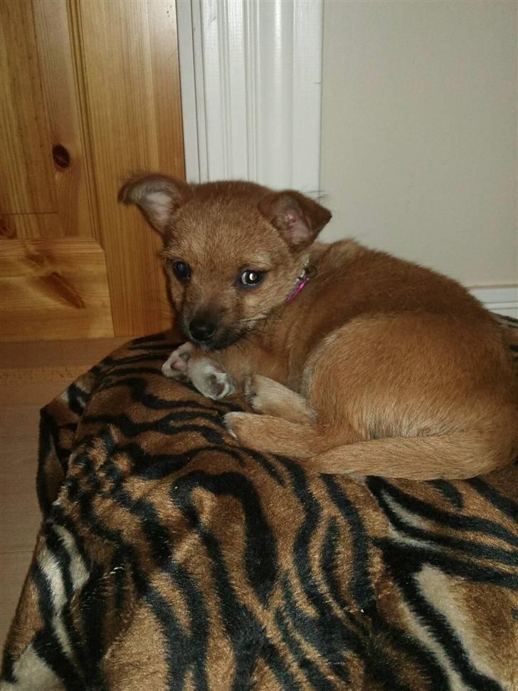 Blanding af racer Freja <3 - Jeg gider ikke mere (tænker Freja) billede 6